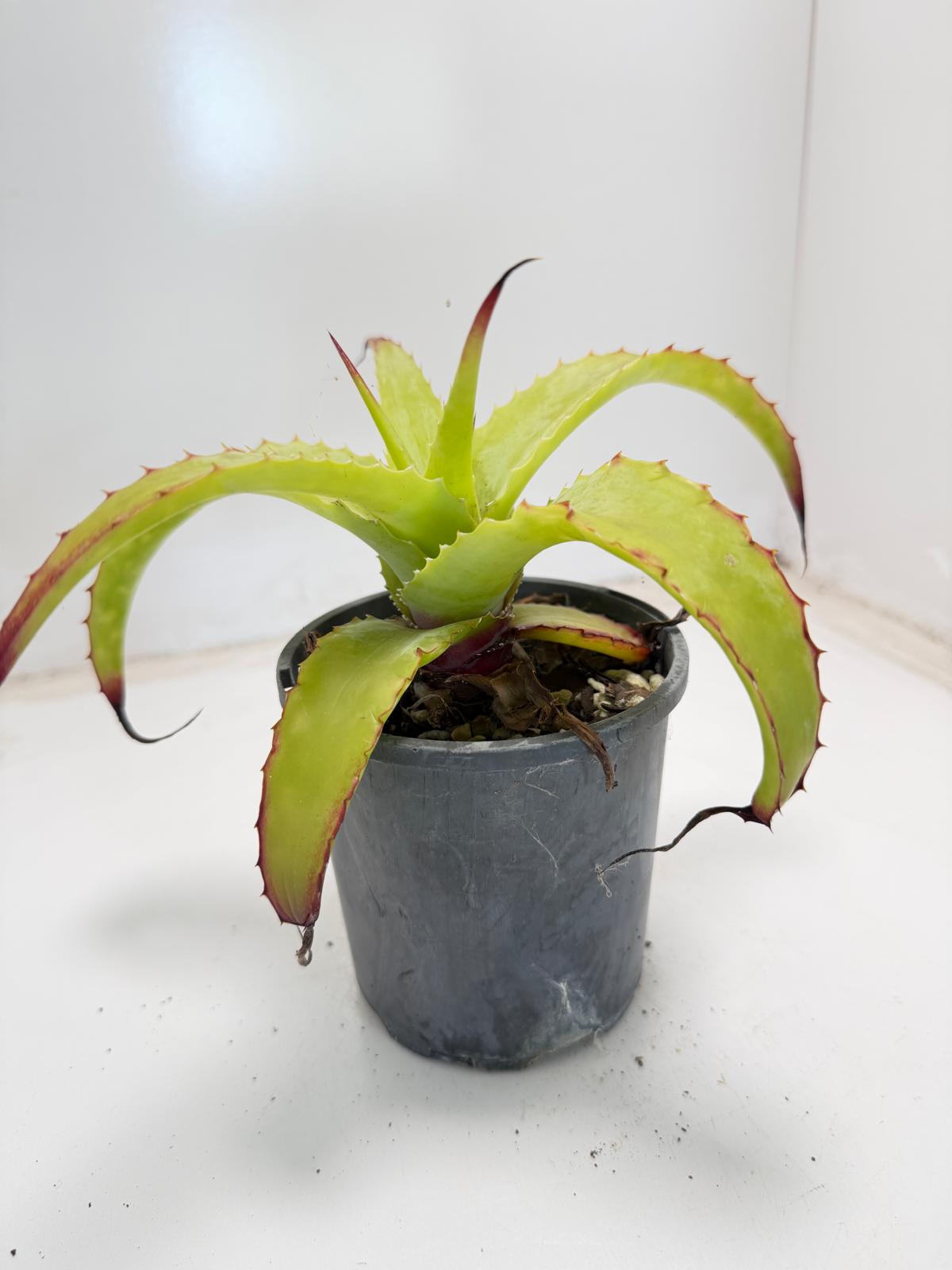 Hechtia glauca |100mm