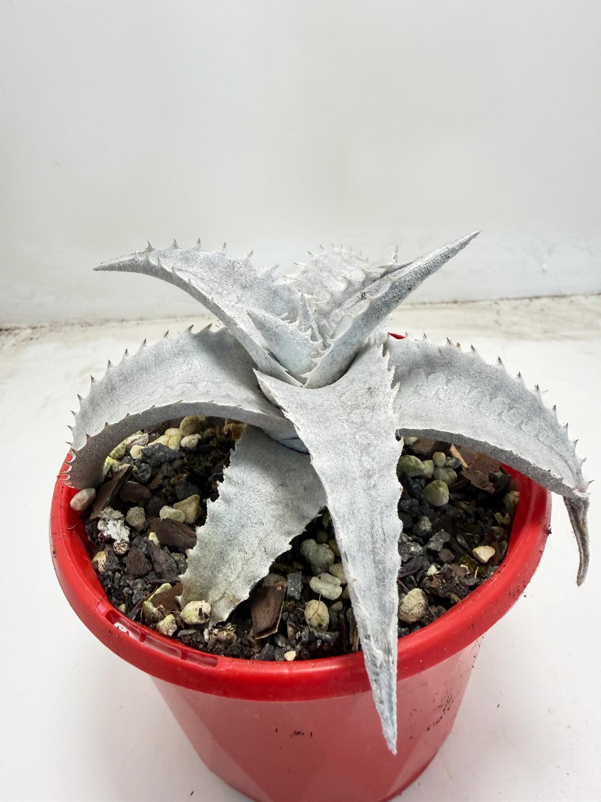 Encholirium pedicellatum  |130mm