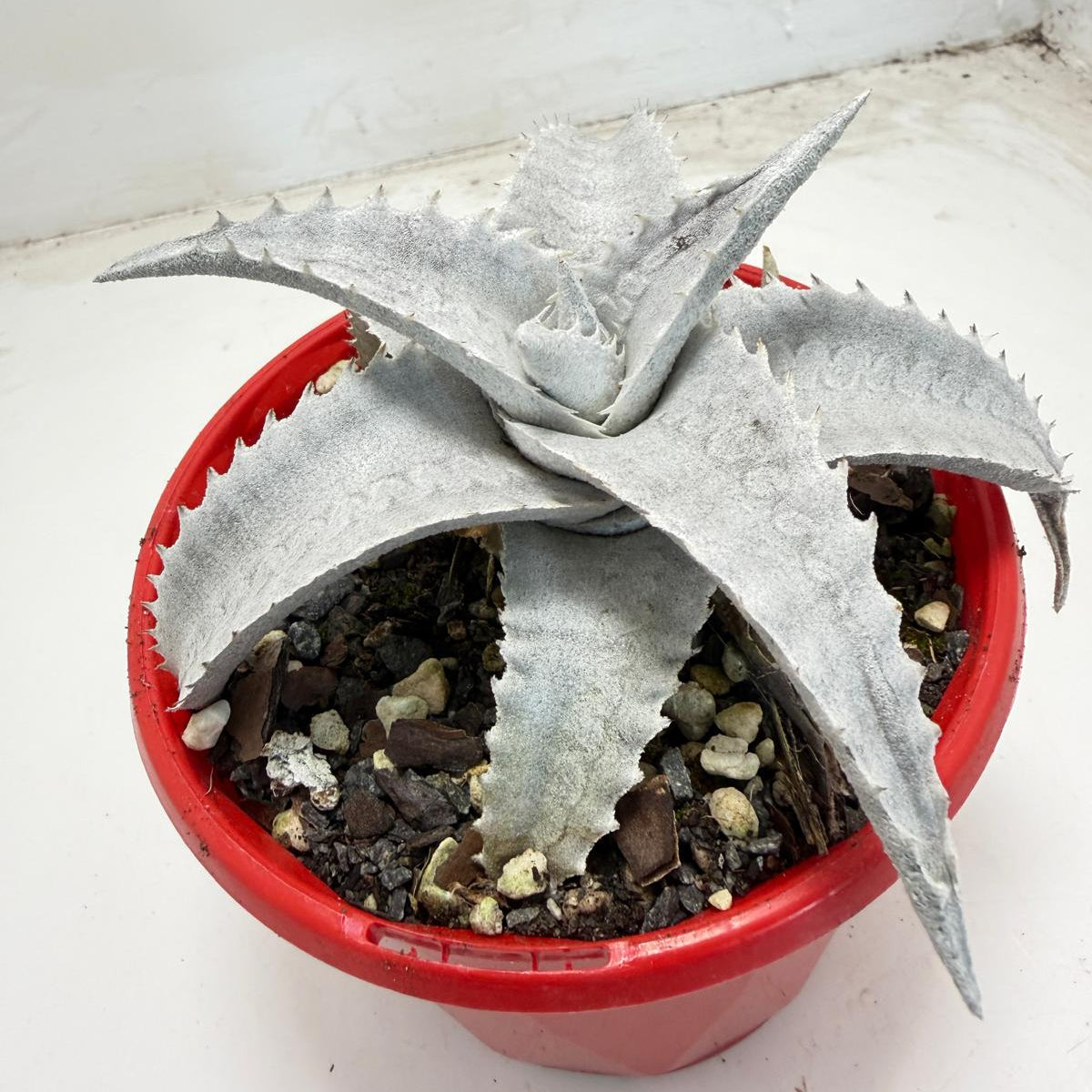 Encholirium pedicellatum  |130mm