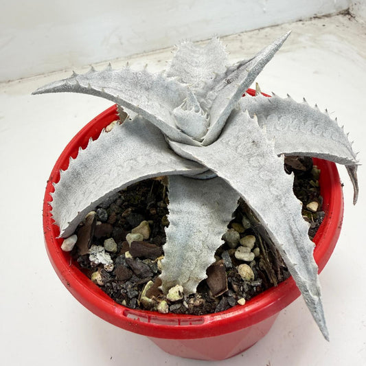 Encholirium pedicellatum  |130mm