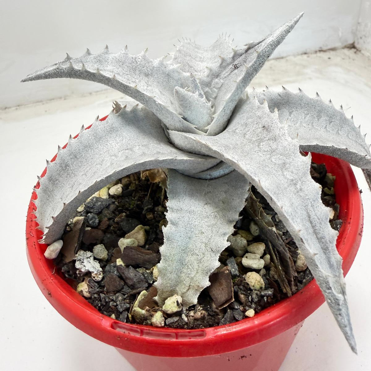 Encholirium pedicellatum  |130mm