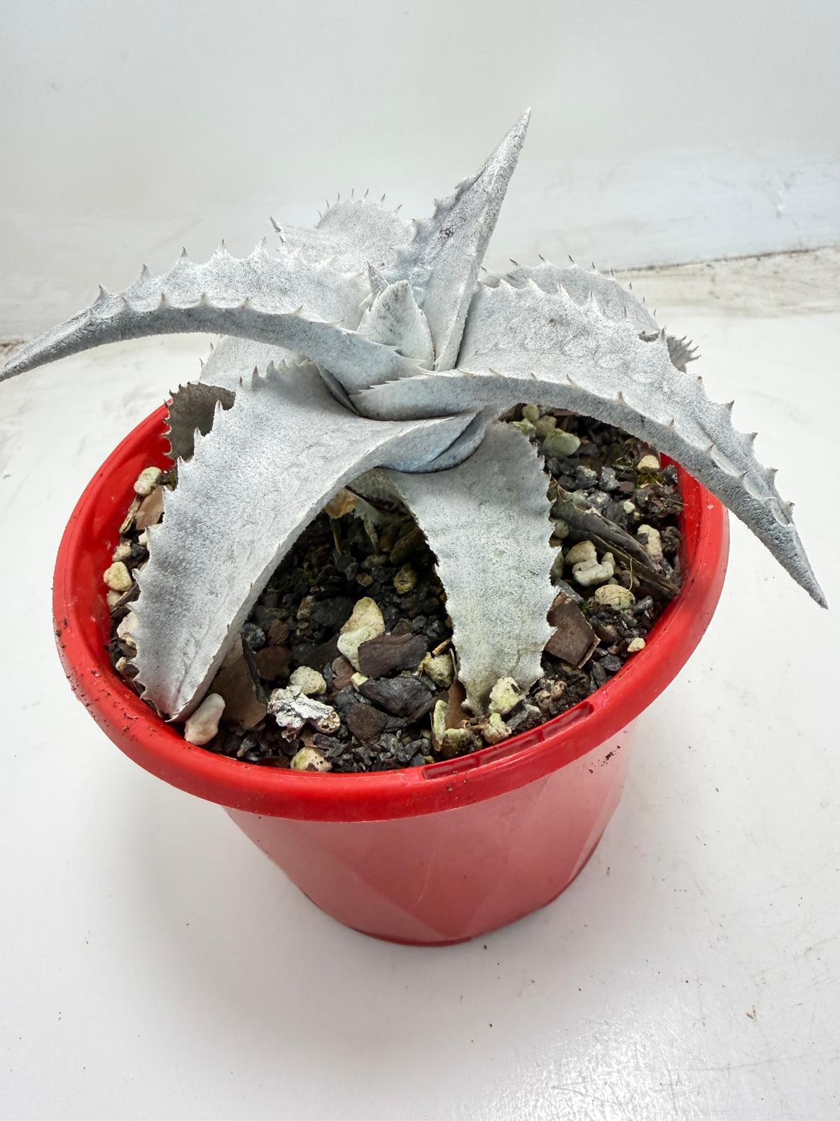 Encholirium pedicellatum  |130mm