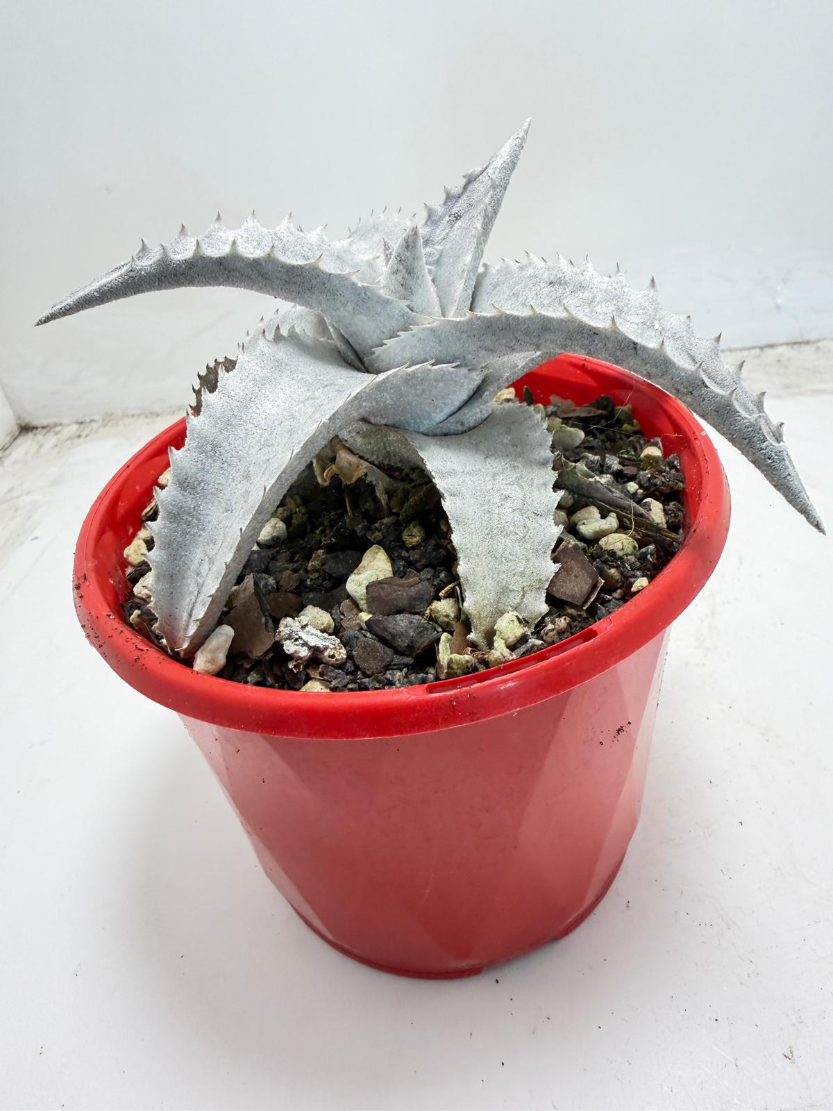 Encholirium pedicellatum  |130mm