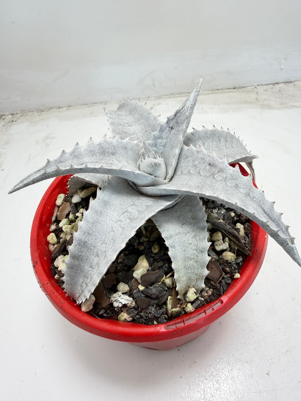 Encholirium pedicellatum  |130mm