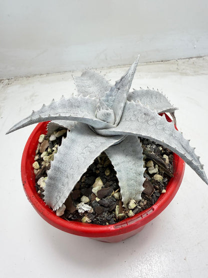 Encholirium pedicellatum  |130mm