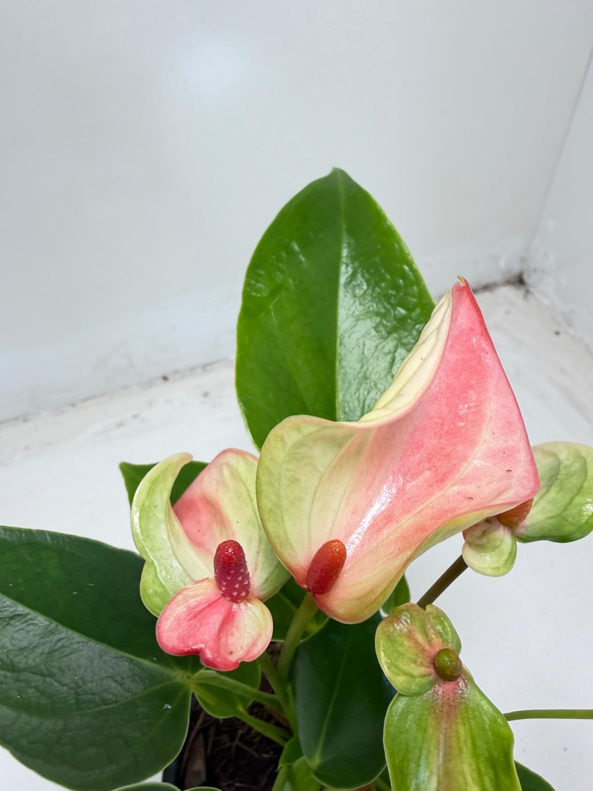 Anthurium ‘Matata’ – With 100mm Pot