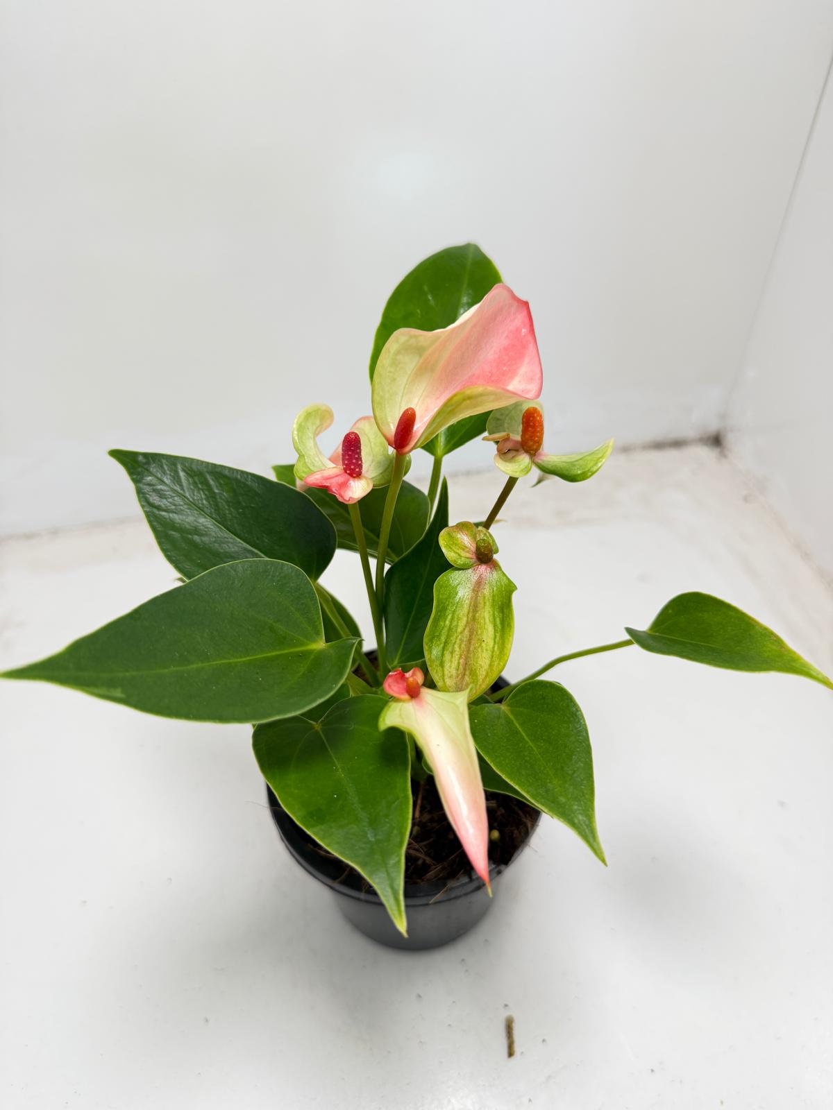 Anthurium ‘Matata’ – With 100mm Pot
