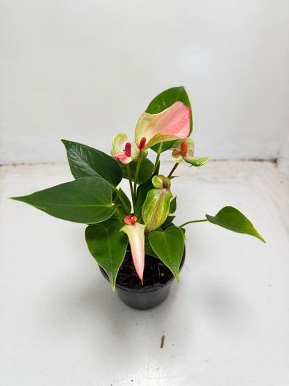 Anthurium ‘Matata’ – With 100mm Pot