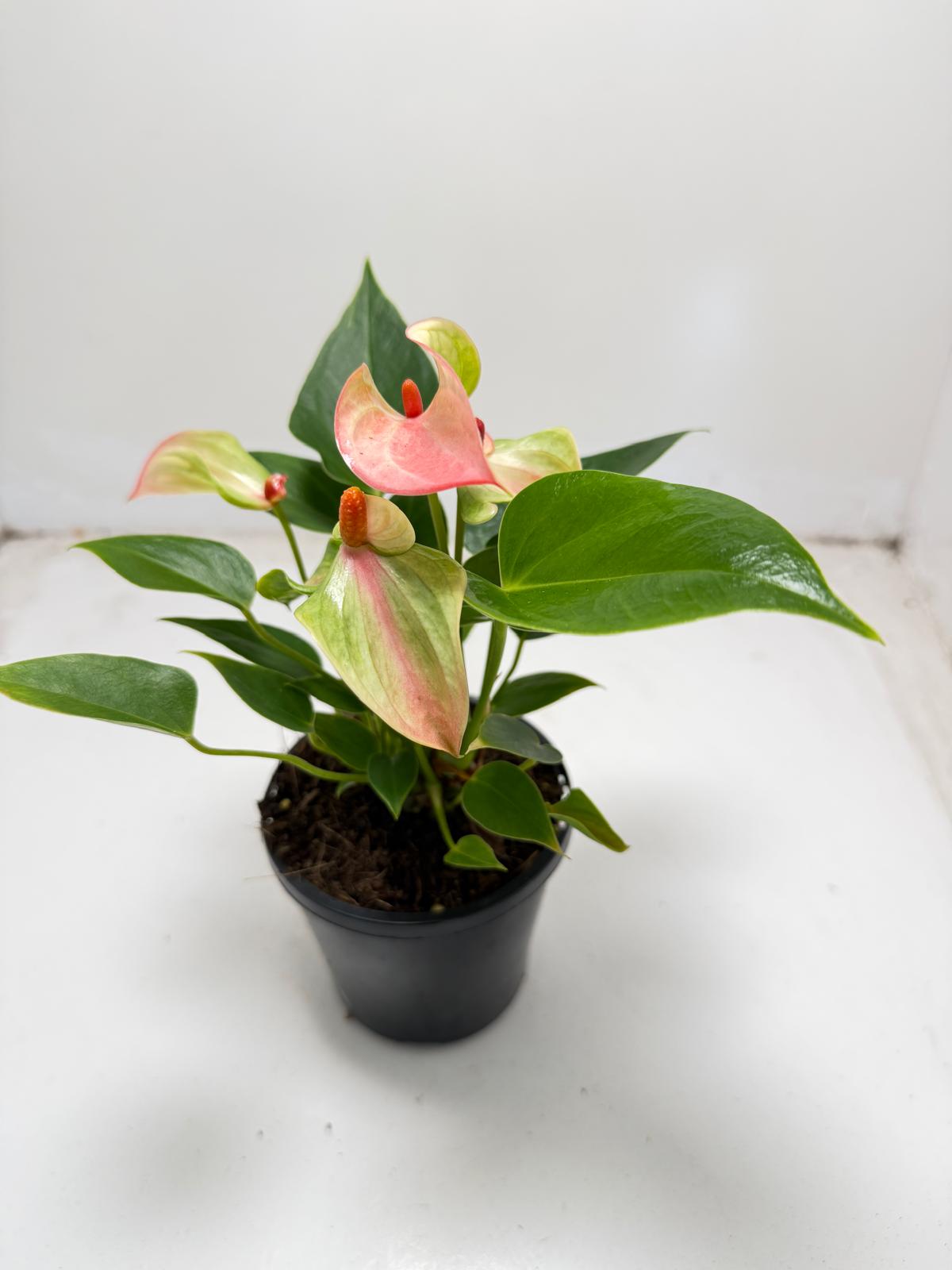 Anthurium ‘Matata’ – With 100mm Pot