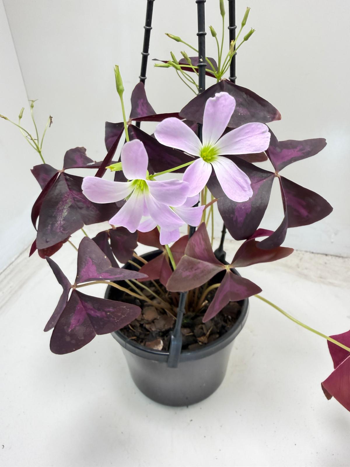 Oxalis triangularis (False Shamrock) – 130mm Pot Size