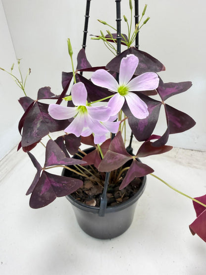 Oxalis triangularis (False Shamrock) – 130mm Pot Size