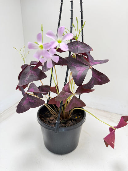 Oxalis triangularis (False Shamrock) – 130mm Pot Size