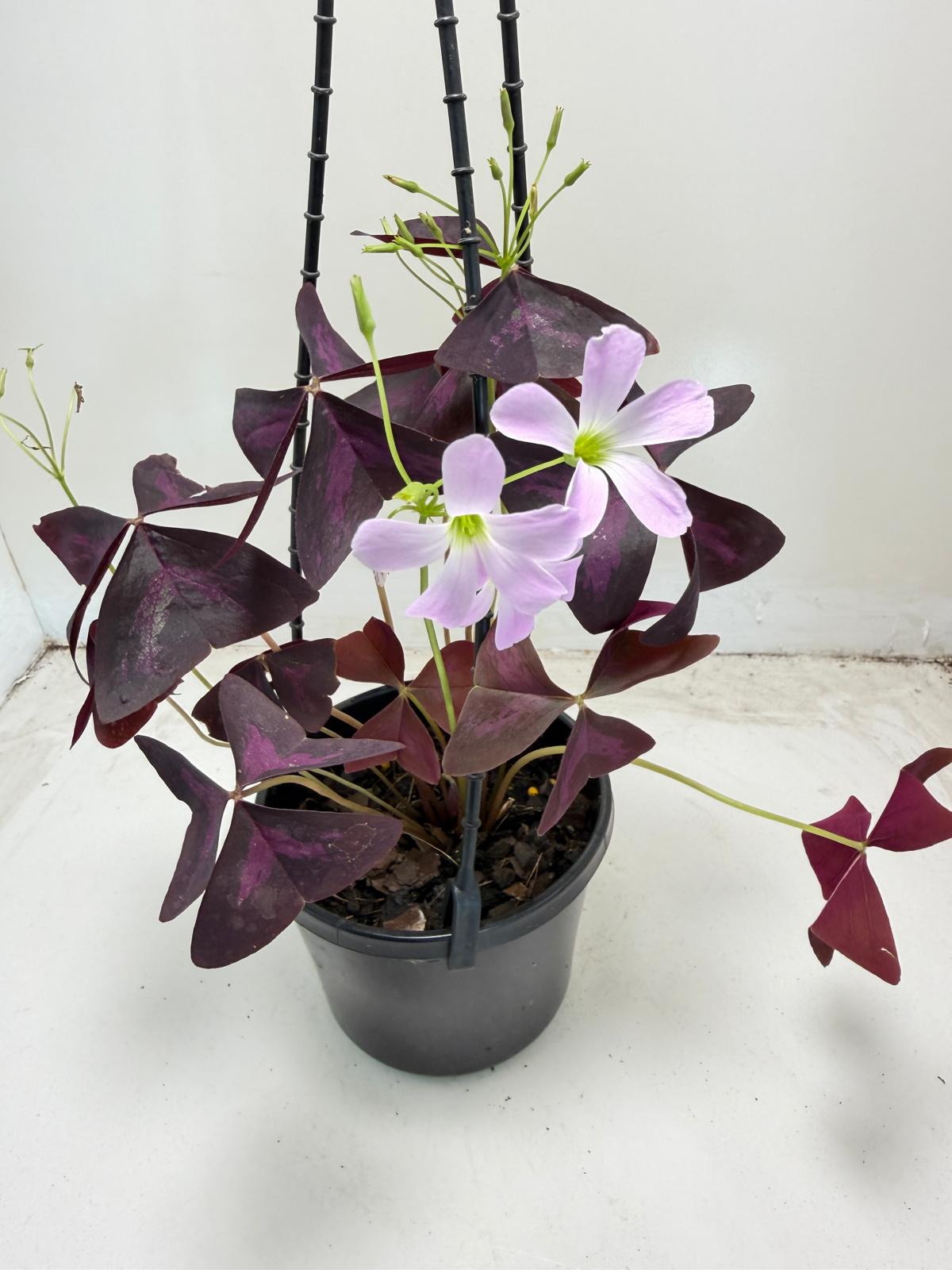 Oxalis triangularis (False Shamrock) – 130mm Pot Size