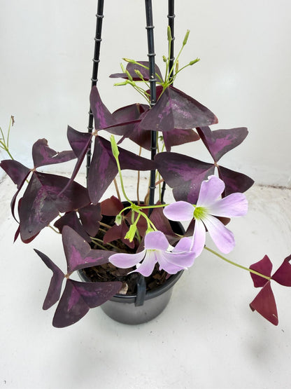 Oxalis triangularis (False Shamrock) – 130mm Pot Size