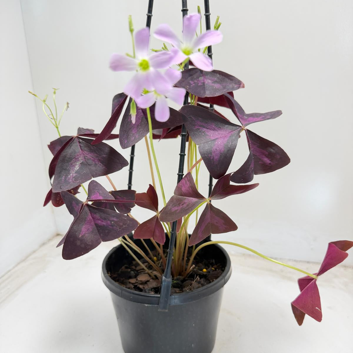 Oxalis triangularis (False Shamrock) – 130mm Pot Size