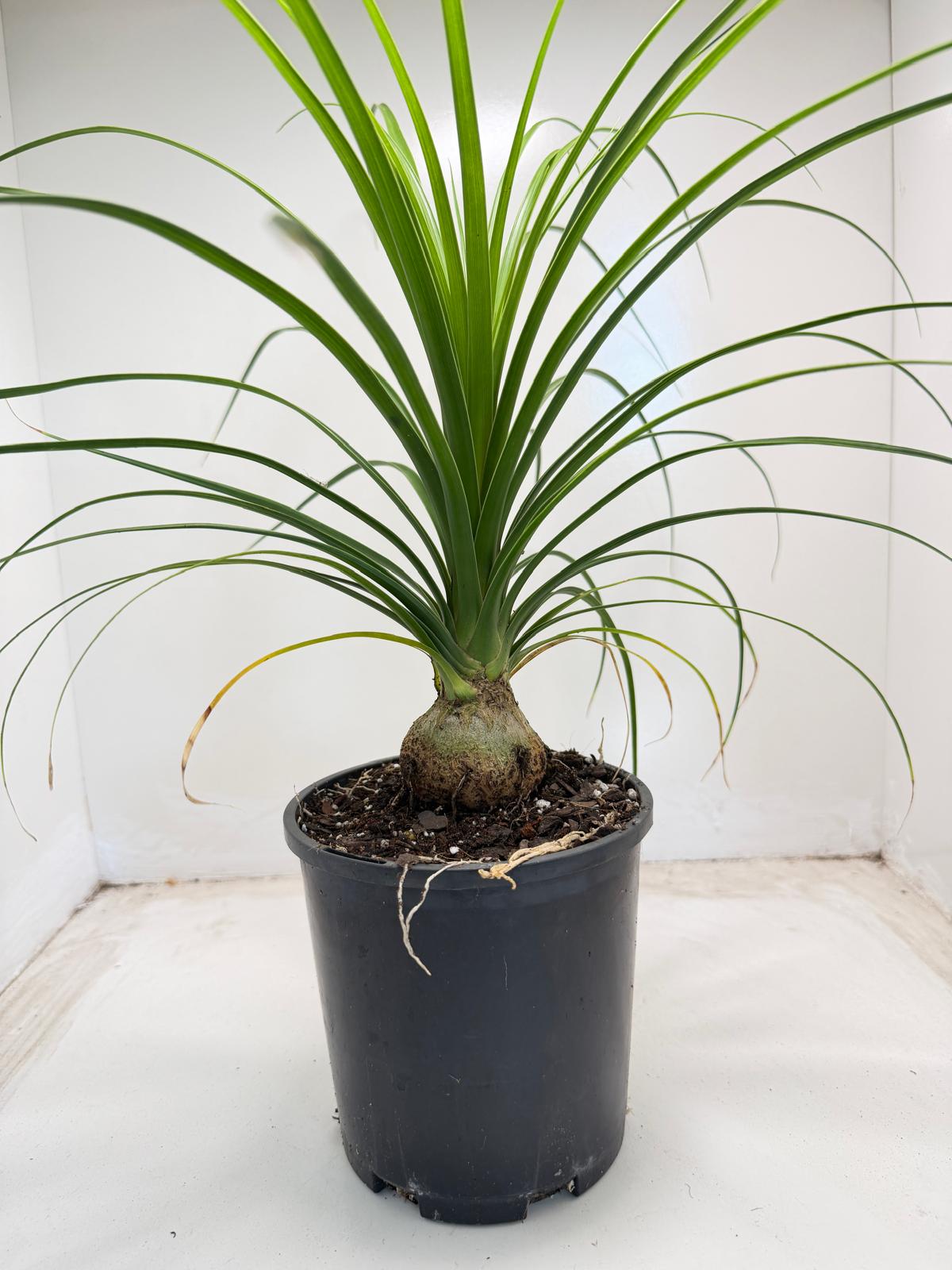 Beaucarnea Recurvata Ponytail