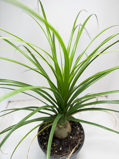 Beaucarnea Recurvata Ponytail