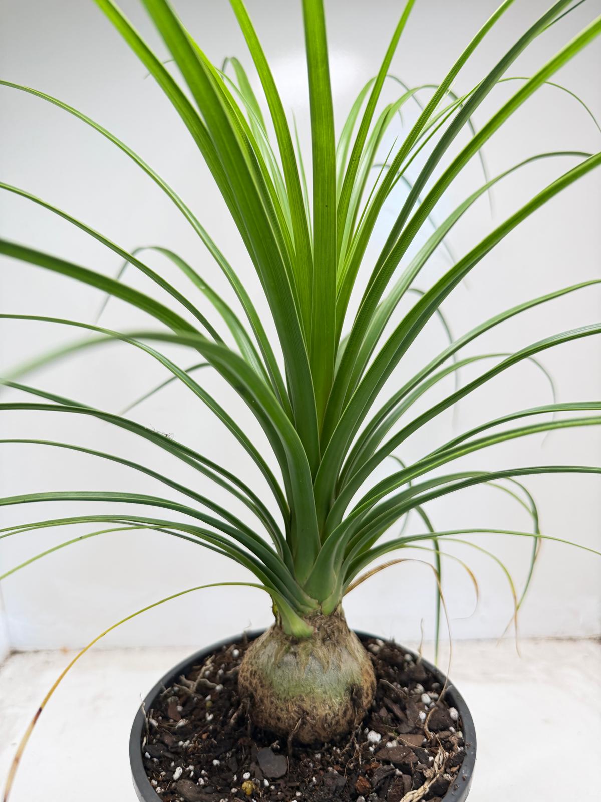 Beaucarnea Recurvata Ponytail