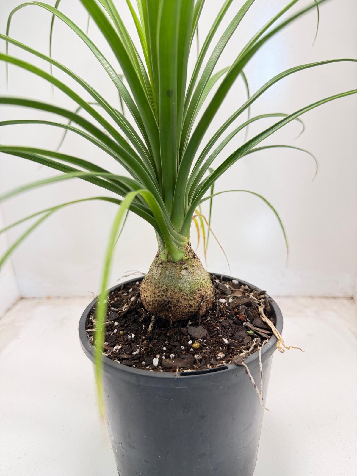 Beaucarnea Recurvata Ponytail