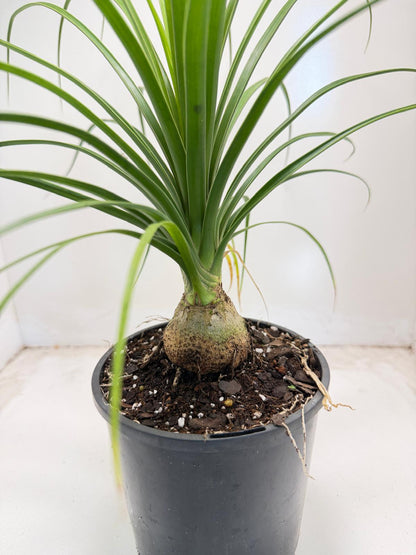 Beaucarnea Recurvata Ponytail