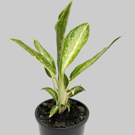 Aglanema Elieen - 100mm