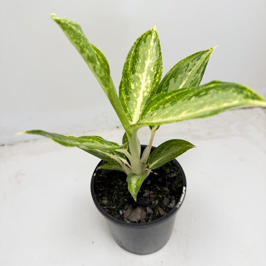 Aglanema Elieen - 100mm