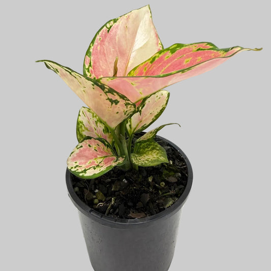 Aglaonema ‘Crimson Valentine’