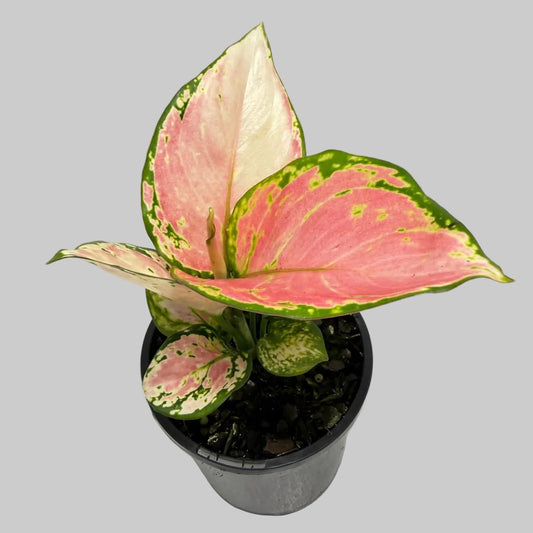 Aglaonema ‘Crimson Valentine’