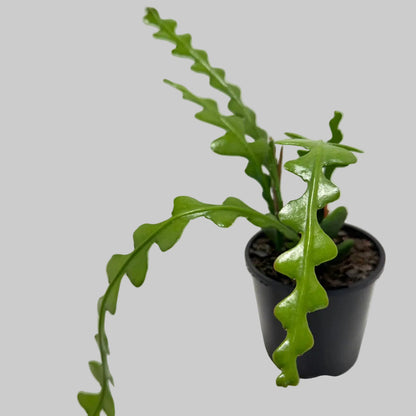 Fishbone cactus (Disocactus anguliger) | ric-rac  zig-zag cactus | 100mm