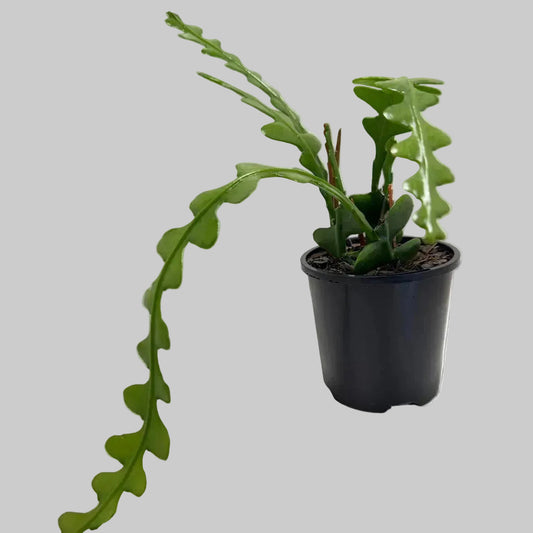 Fishbone cactus (Disocactus anguliger) | ric-rac  zig-zag cactus | 100mm