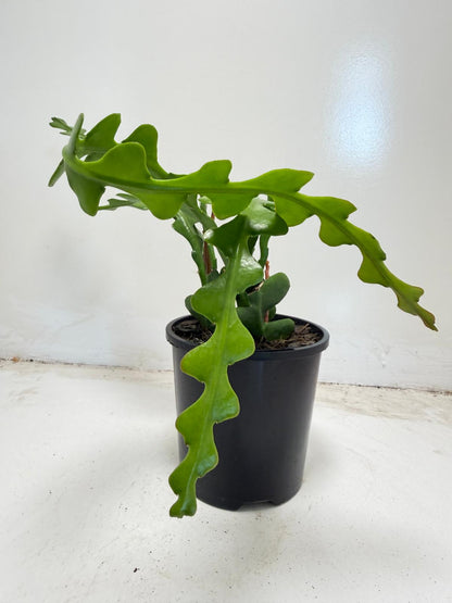 Fishbone cactus (Disocactus anguliger) | ric-rac  zig-zag cactus | 100mm