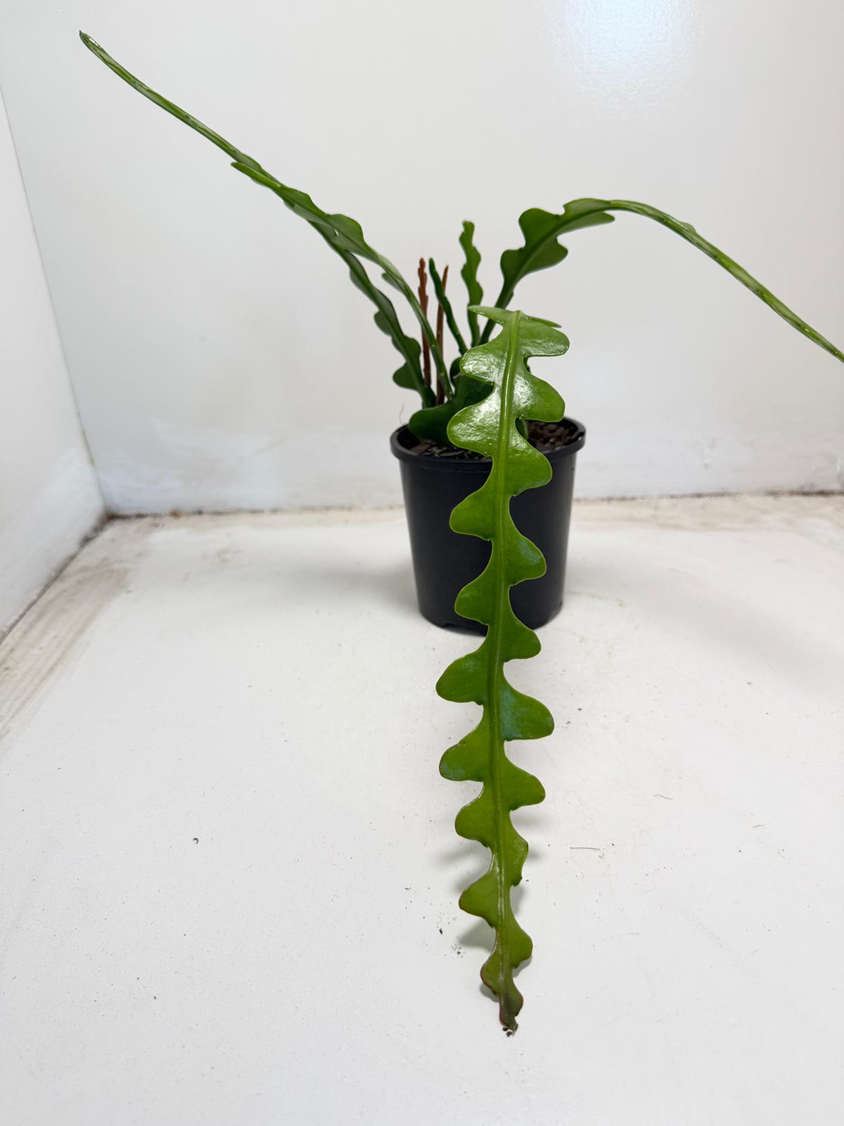 Fishbone cactus (Disocactus anguliger) | ric-rac  zig-zag cactus | 100mm