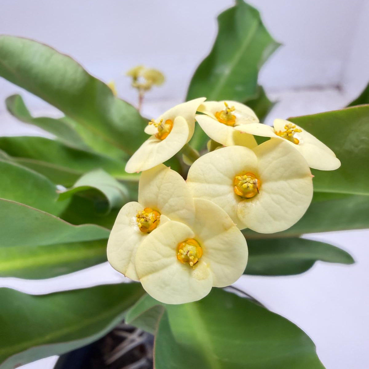 Euphorbia milli (Yellow tiny flower) | Crown-of-Thorns
