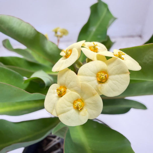 Euphorbia milli yellow tiny flower - 100mm