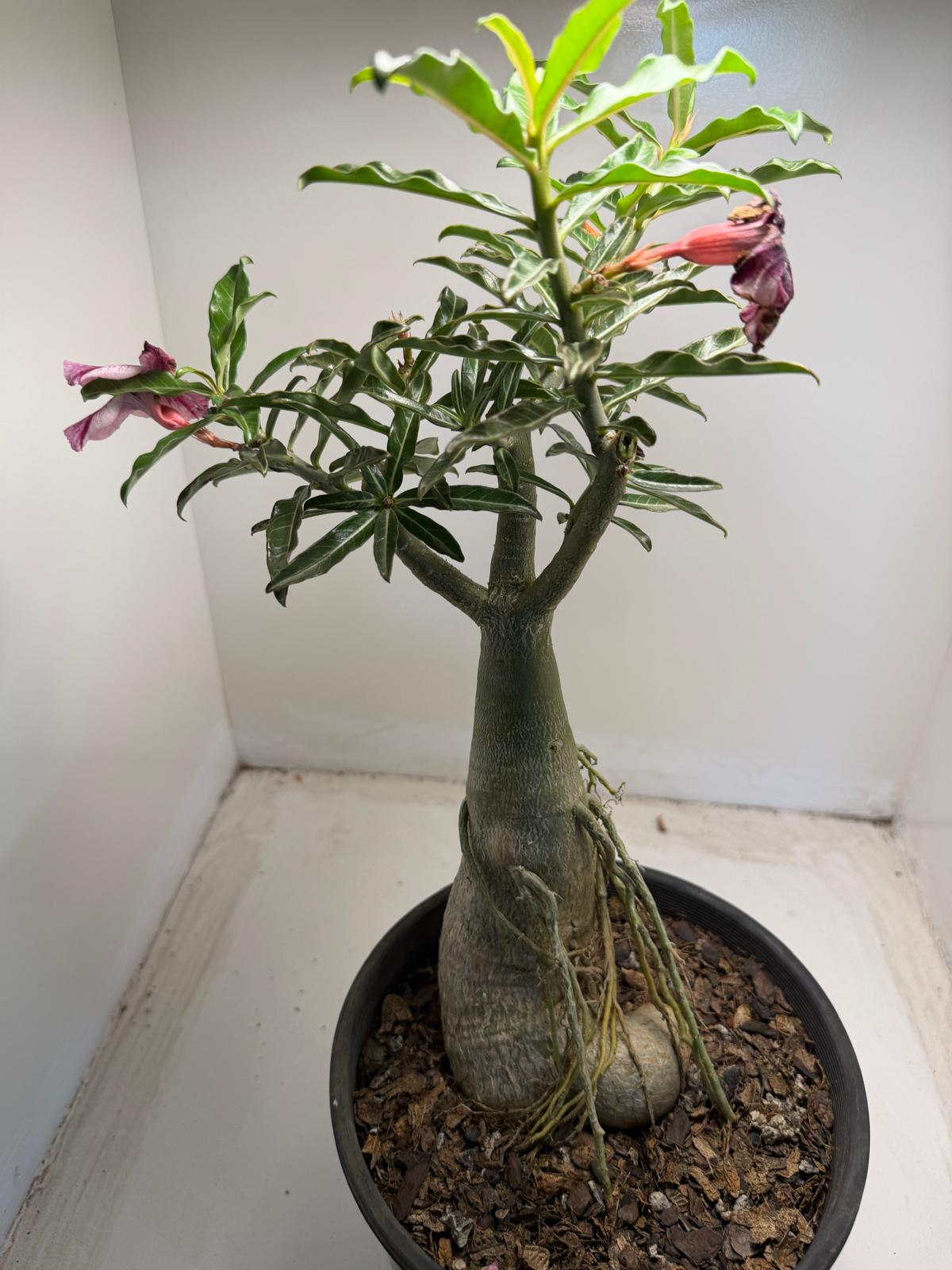 Adenium Spp Buy Adenium Desert Rose | Plants for Home & Garden – Succulents Online