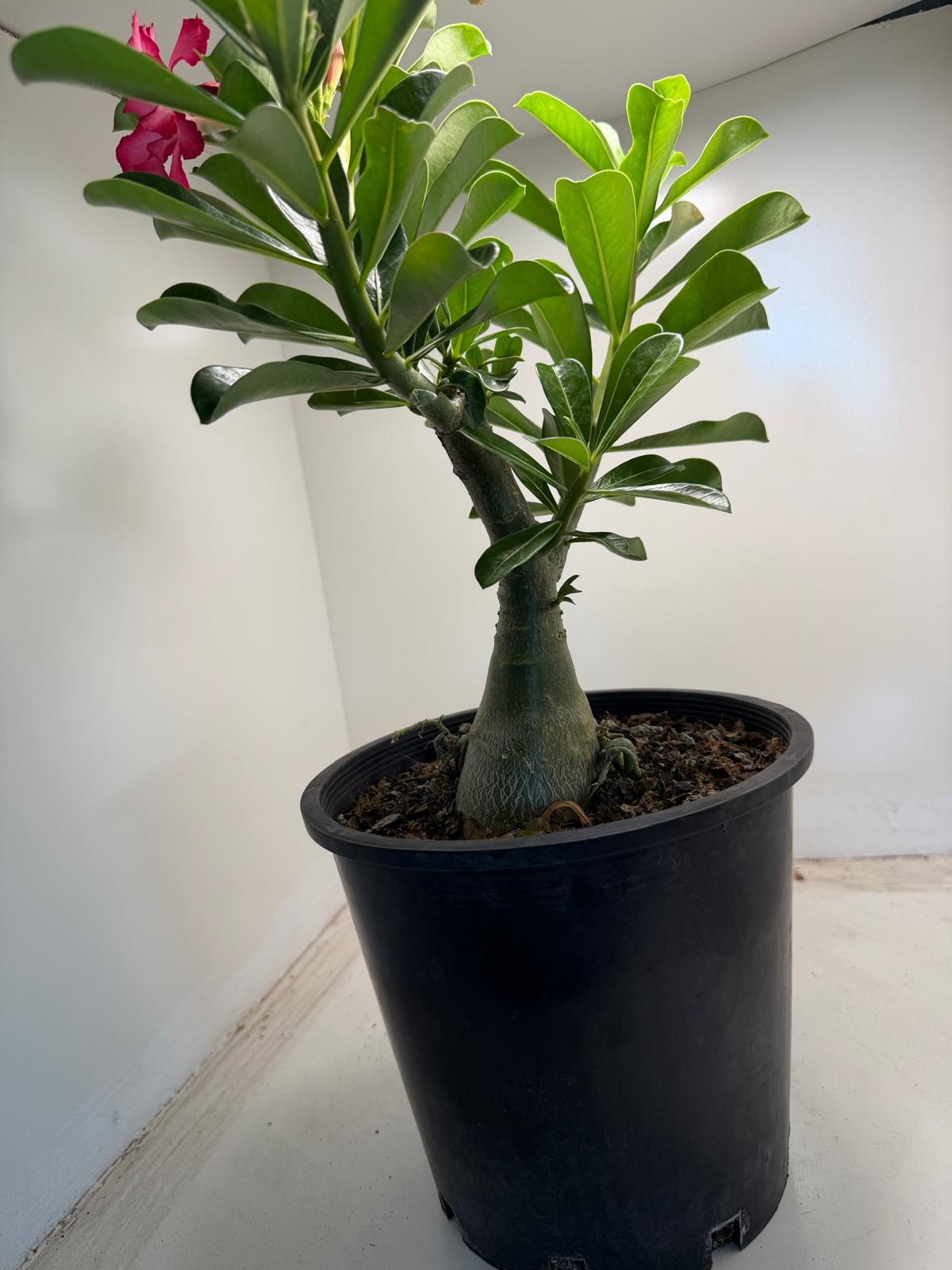 Adenium Spp Buy Desert Rose (Adenium spp.) #304 Online