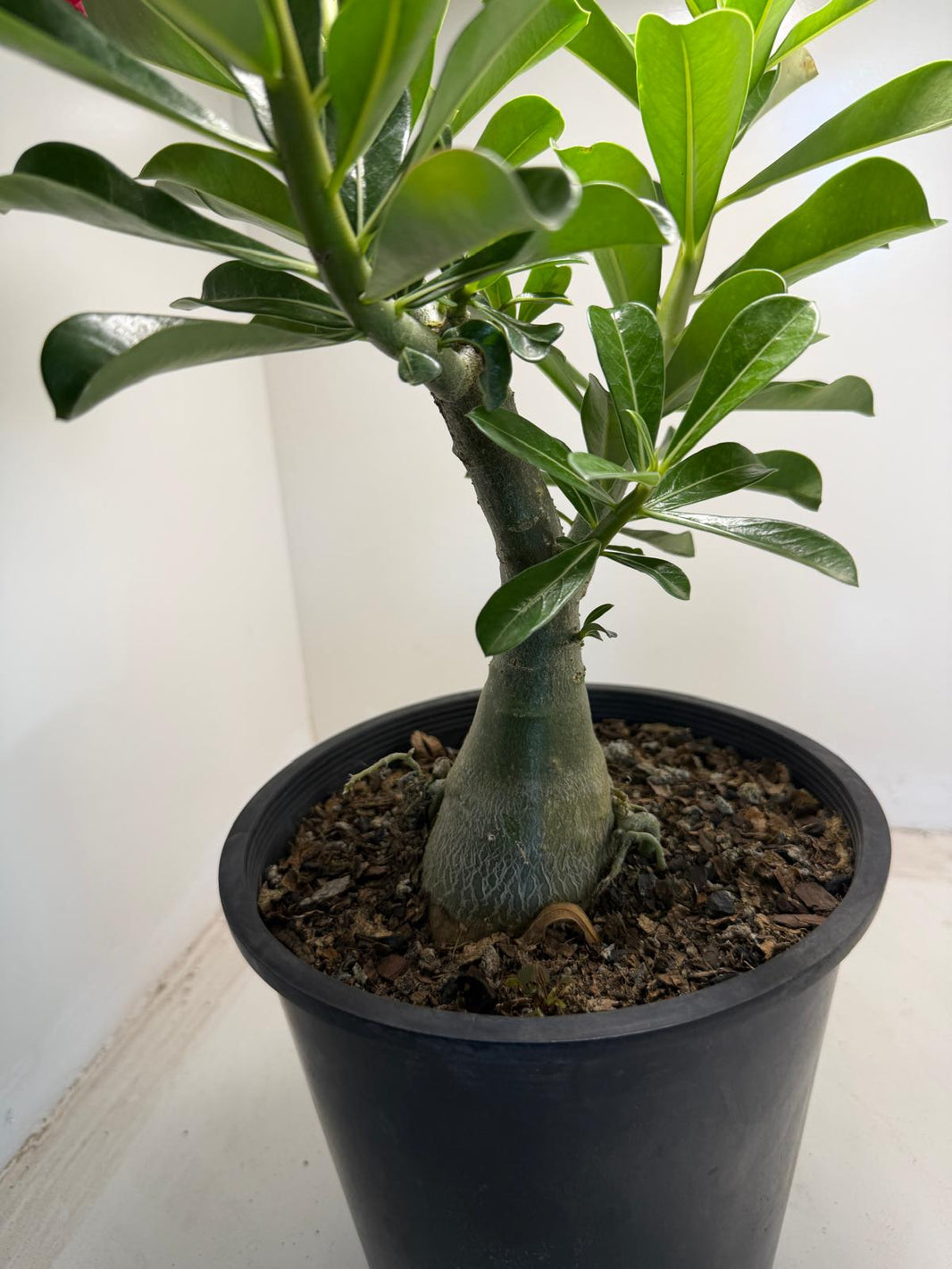 Buy Adenium Desert Rose | Plants for Home & Garden – Succulents Online