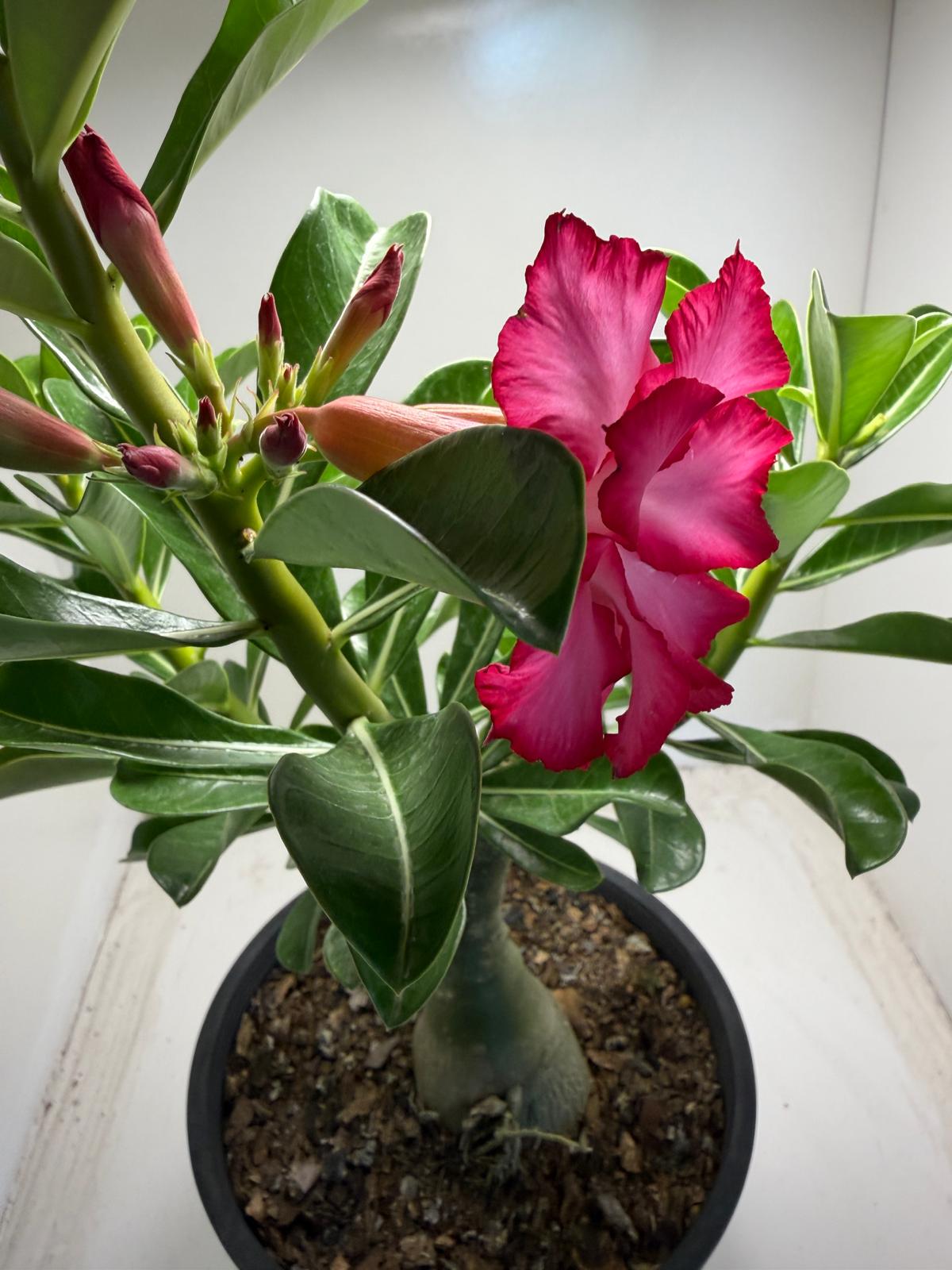Adenium Spp Buy Desert Rose (Adenium spp.) #304 Online