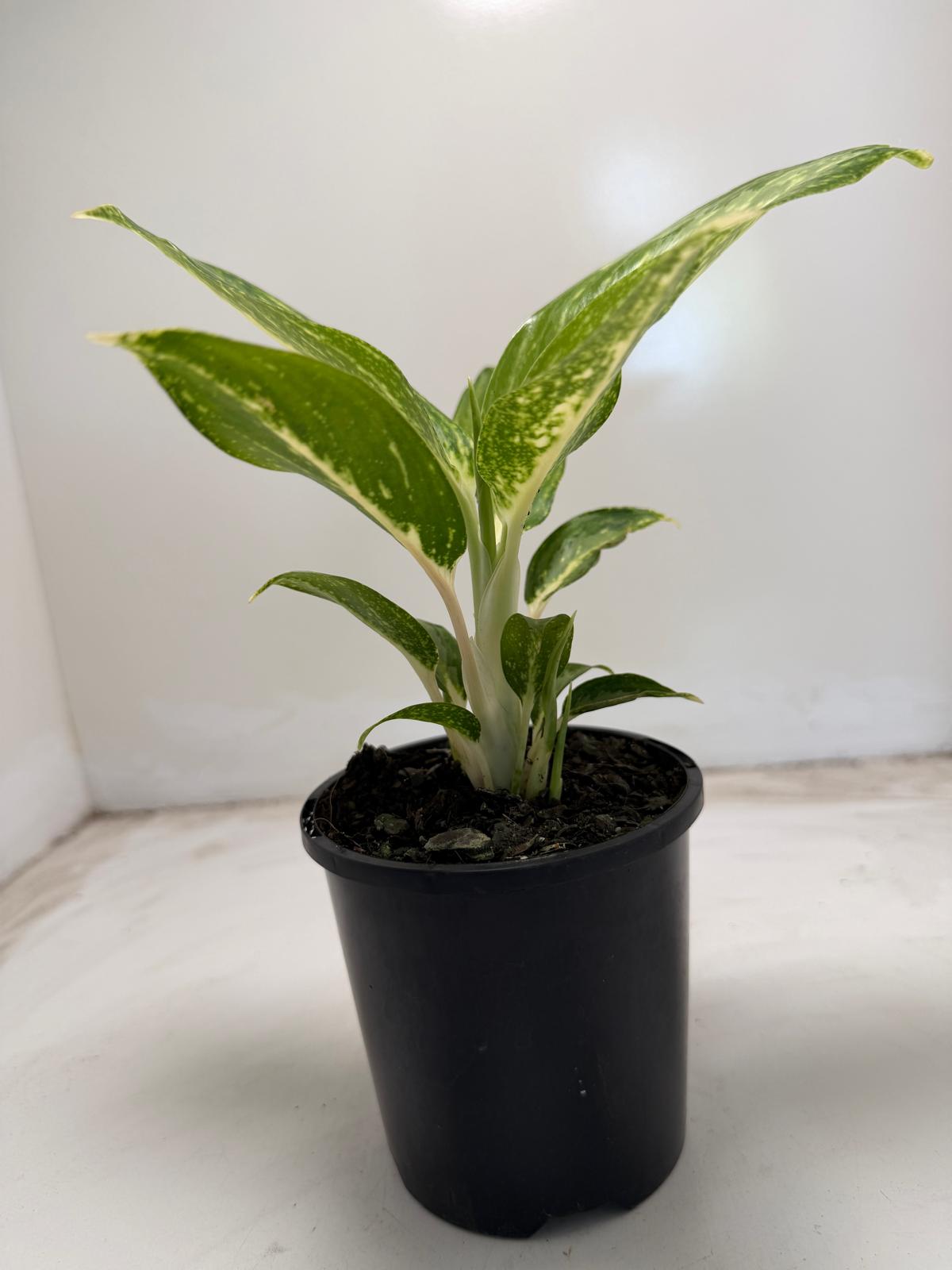 Aglaonema white rain | 100mm
