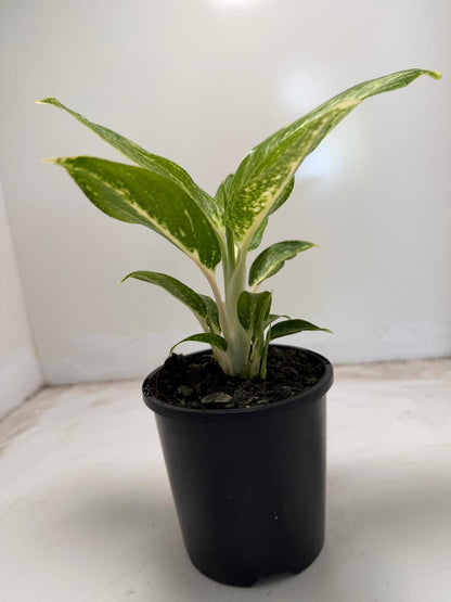 Aglaonema white rain | 100mm