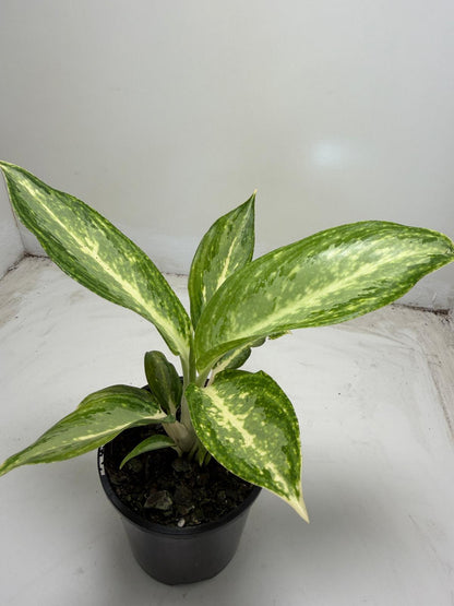 Aglaonema white rain | 100mm
