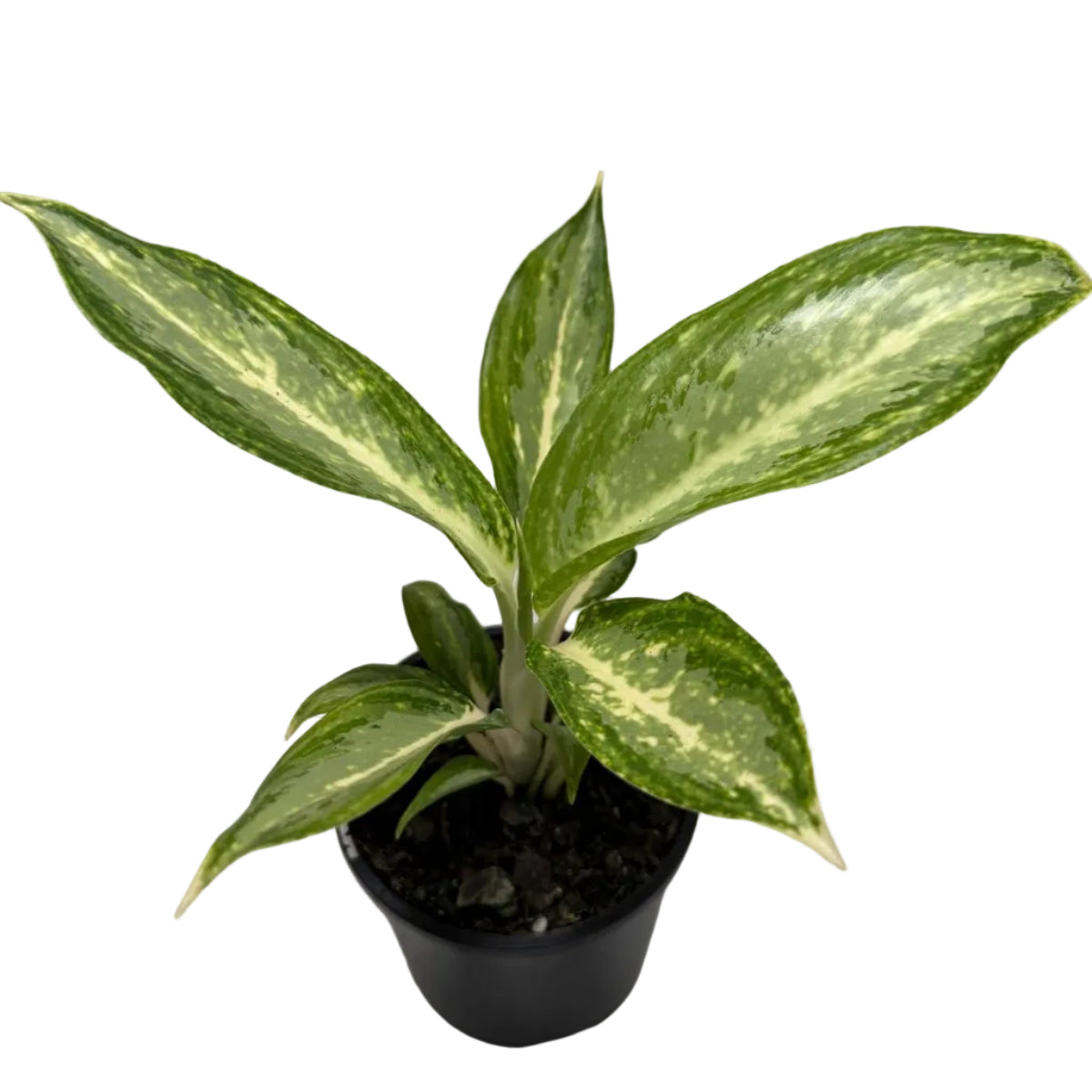 Aglaonema white rain | 100mm