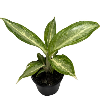 Aglaonema white rain | 100mm