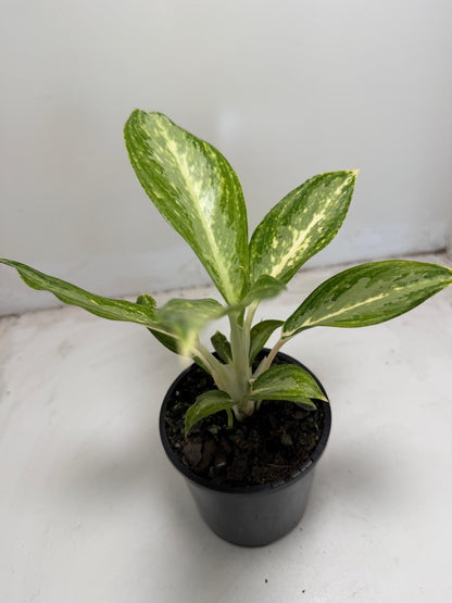 Aglaonema white rain | 100mm