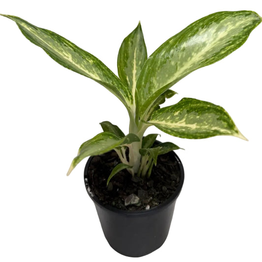 Aglaonema white rain | 100mm