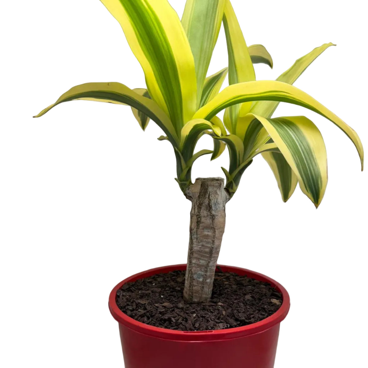 Dracaena fragrans 'Massangeana' (Happy Plant) totem Special