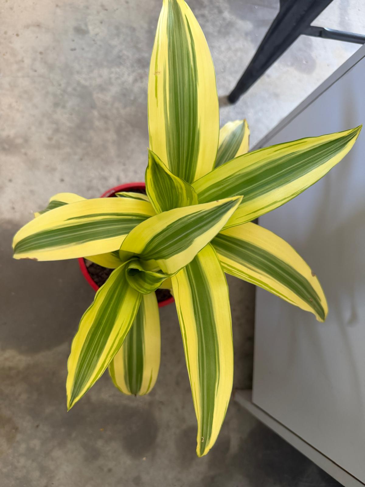 Dracaena fragrans 'Massangeana' (Happy Plant) totem Special