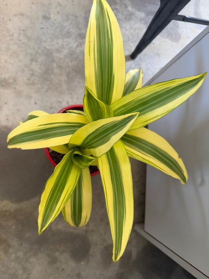 Dracaena fragrans 'Massangeana' (Happy Plant) totem Special