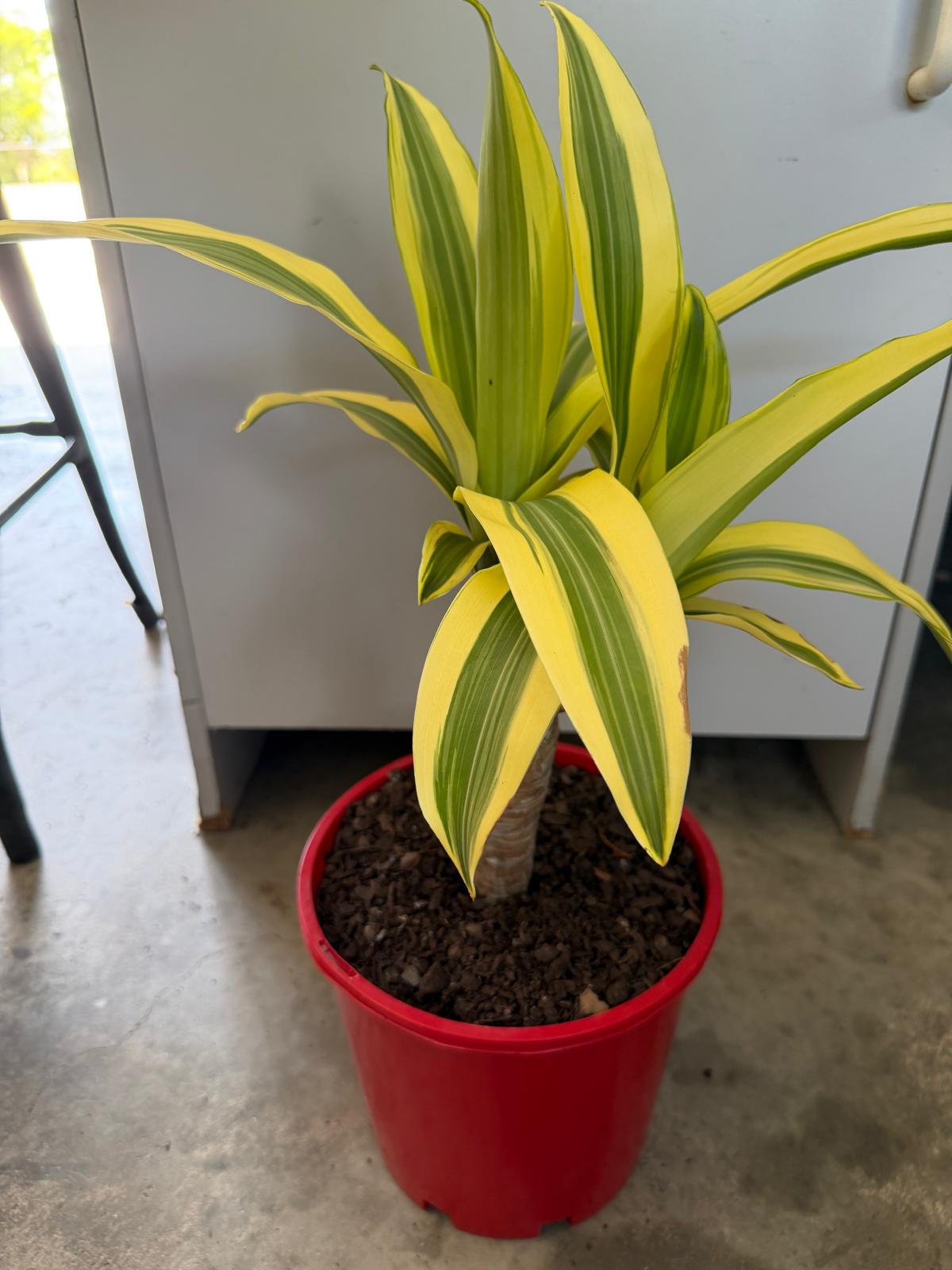 Dracaena fragrans 'Massangeana' (Happy Plant) totem Special