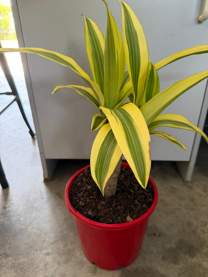 Dracaena fragrans 'Massangeana' (Happy Plant) totem Special